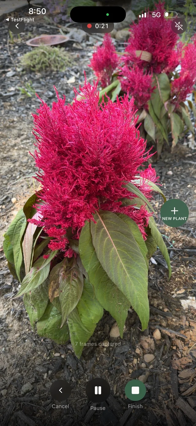 Garden Days Live Garden Walkthrough recording flowering plants